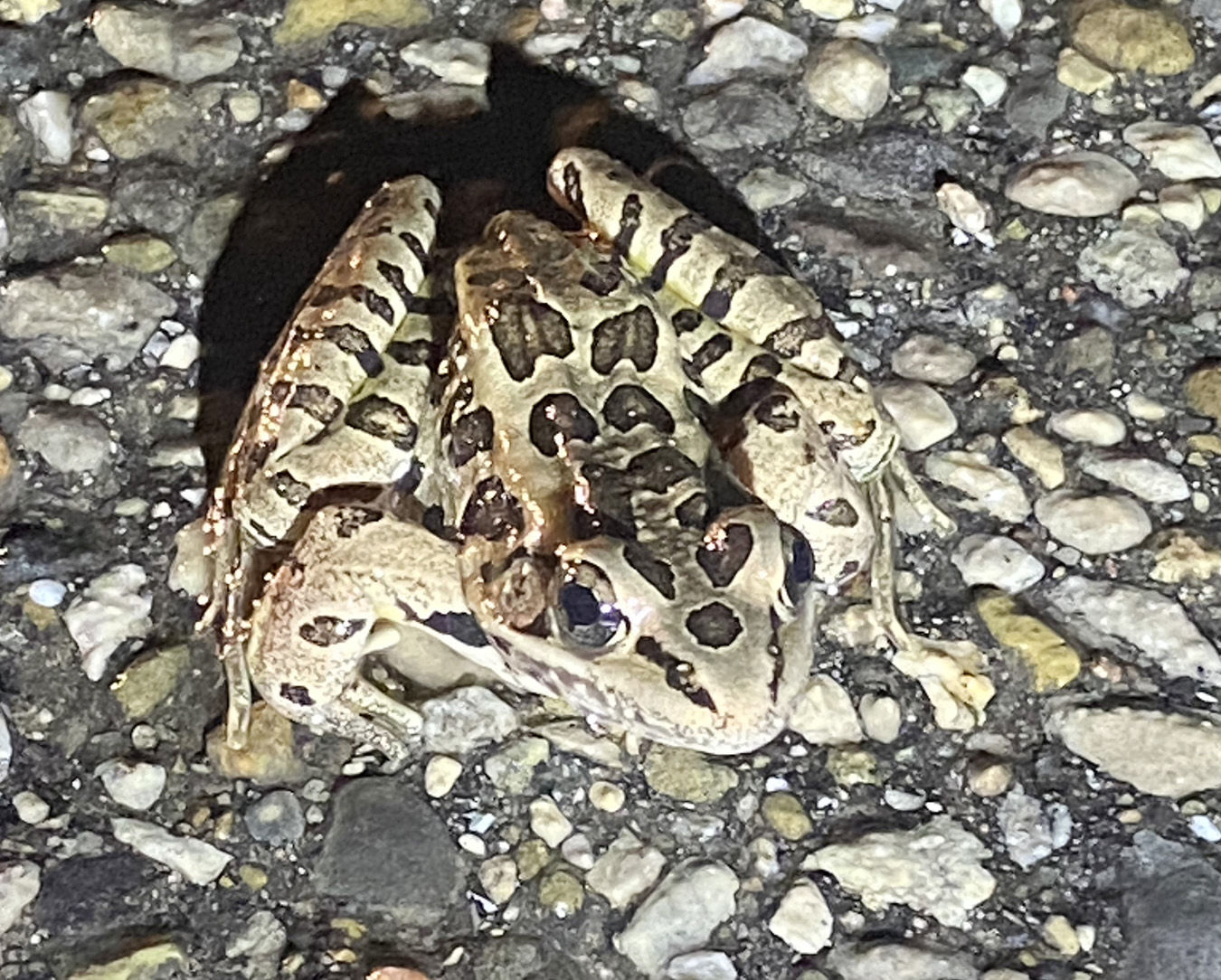 Pickerel frog